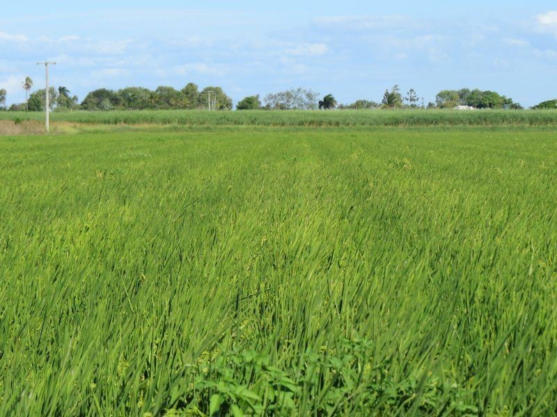 104 Burstall Road, Ayr QLD 4807