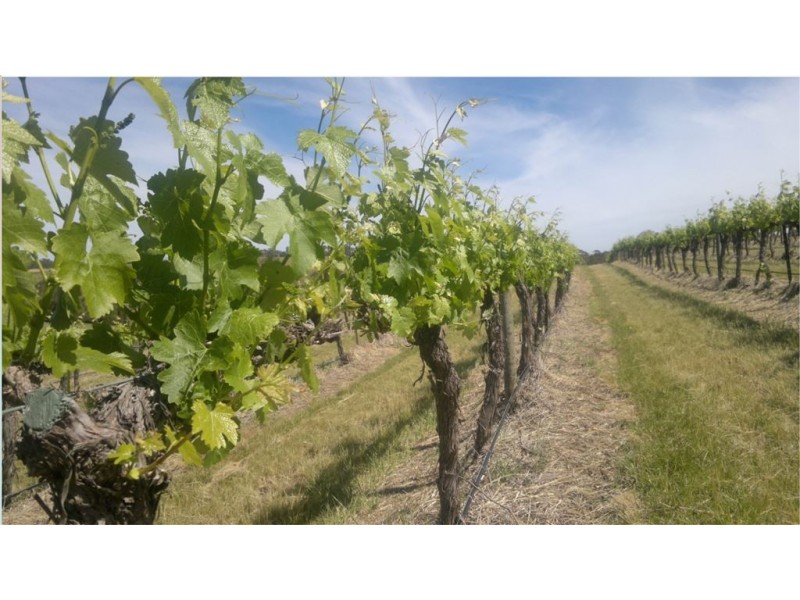 471 Hutton Vale Road, Angaston SA 5353