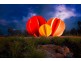 . Lincoln Causeway, Wodonga VIC 3690