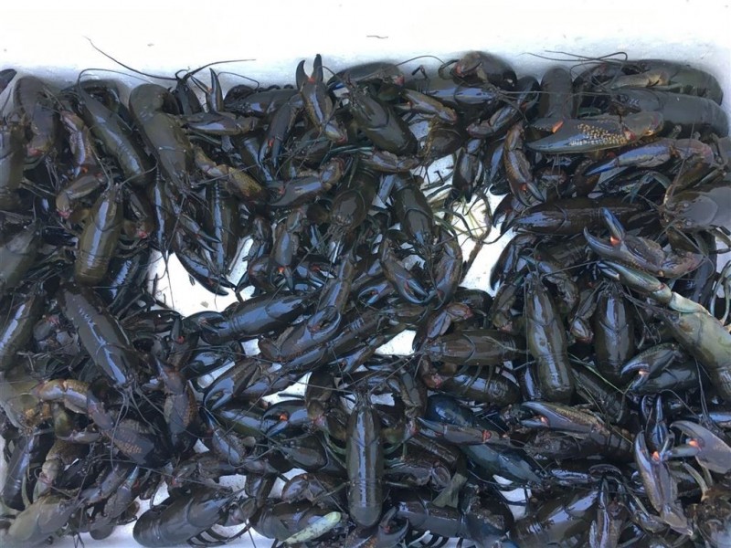 Lot 3 John McPhees Drive, Toolondo VIC 3401