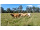 5024 Clarence Way, Fine Flower NSW 2460
