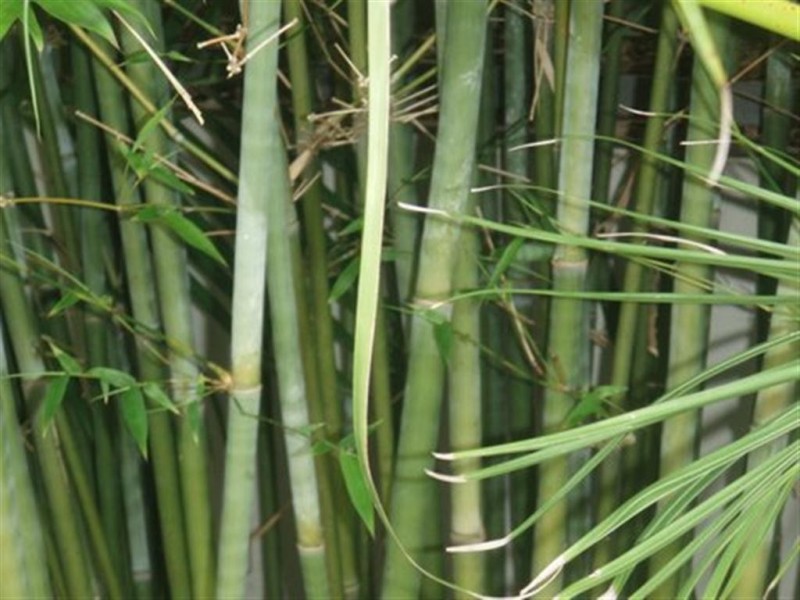 45 Octantis Street, Coorparoo QLD 4151