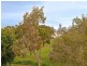 135 Coutts Street, Bulimba QLD 4171