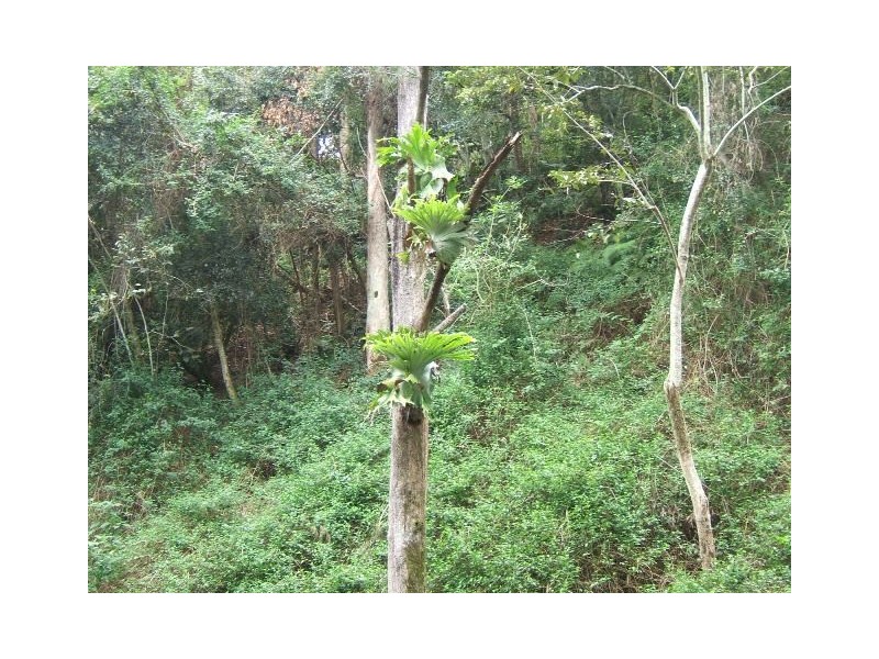 Crystal Creek NSW 2484