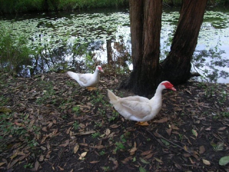 Umina Beach NSW 2257