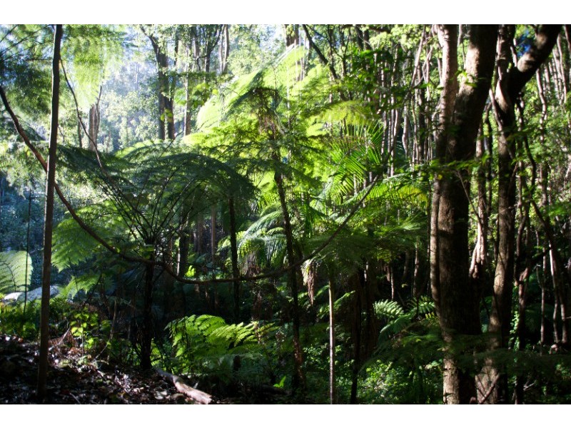 601 Smiths Creek Road, Uki NSW 2484