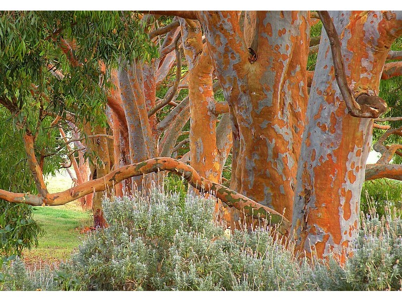 Red Hill VIC 3937