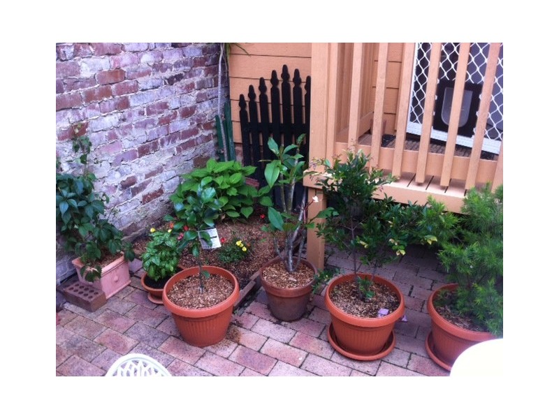 94 VICTORIA ST, Dulwich Hill NSW 2203