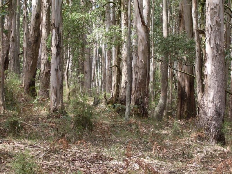 745 Blackwood Rd, Newbury VIC 3458