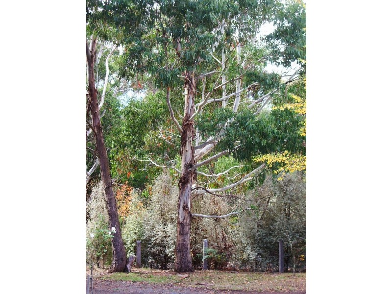 10 Railway Avenue, Lyonville VIC 3461