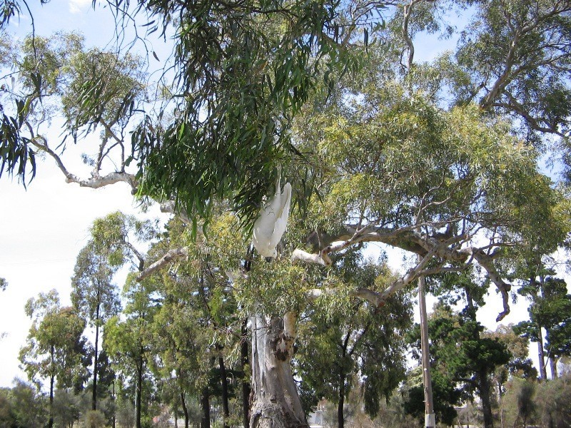 Bundoora VIC 3083