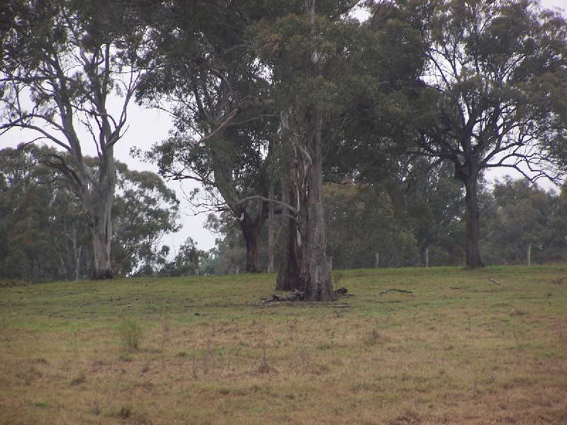 52 Sirato cl, Cedar Vale QLD 4285