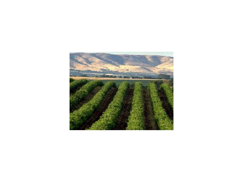 Lot 22 Wilkinson Court SOLD SOLD SOLD, Mclaren Flat SA 5171