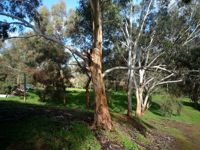 Lot 1 Willyaroo Rd  (via Strathalbyn), Willyaroo SA 5255