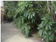 St Peters NSW 2044