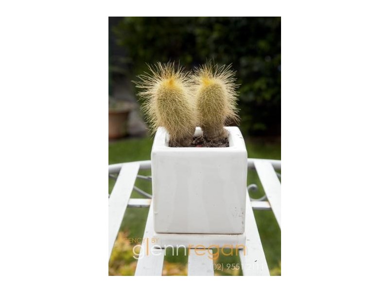 41 Terry Street, Tempe NSW 2044