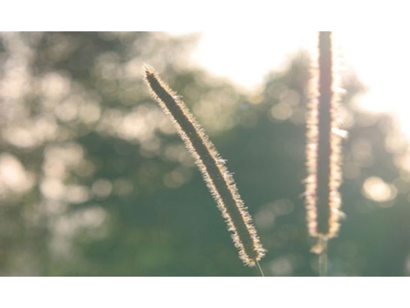 Austinville QLD 4213