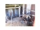 Maitland NSW 2320