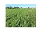 Maitland NSW 2320