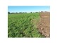 Maitland NSW 2320