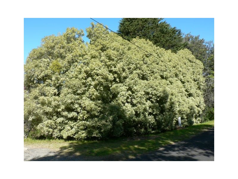 17 Woodford Ave, Woodford NSW 2778