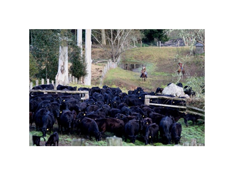Yarramalong NSW 2259