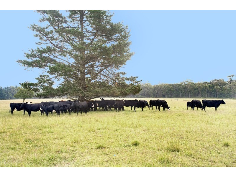 295 Cloonty road, Carrington Falls NSW 2577