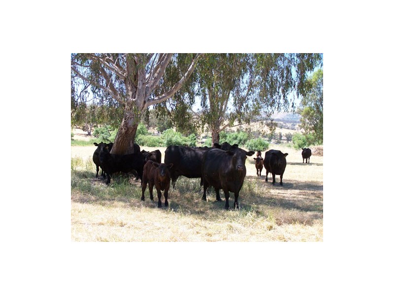 439 Little River Road, Tumut NSW 2720