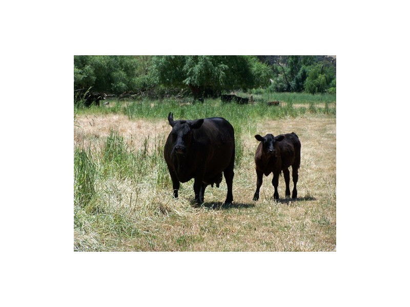 439 Little River Road, Tumut NSW 2720