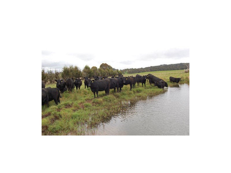 7986 Waterfall Way, Ebor NSW 2453