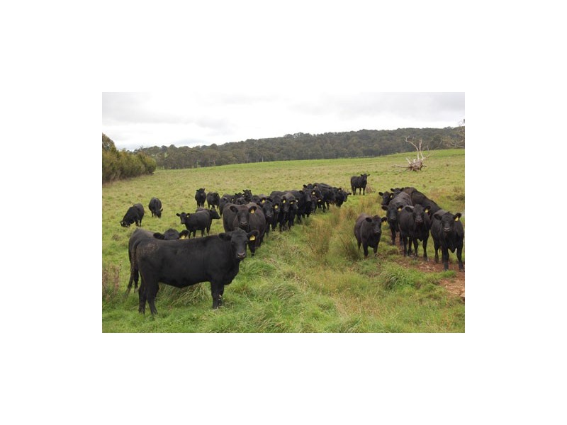 7986 Waterfall Way, Ebor NSW 2453