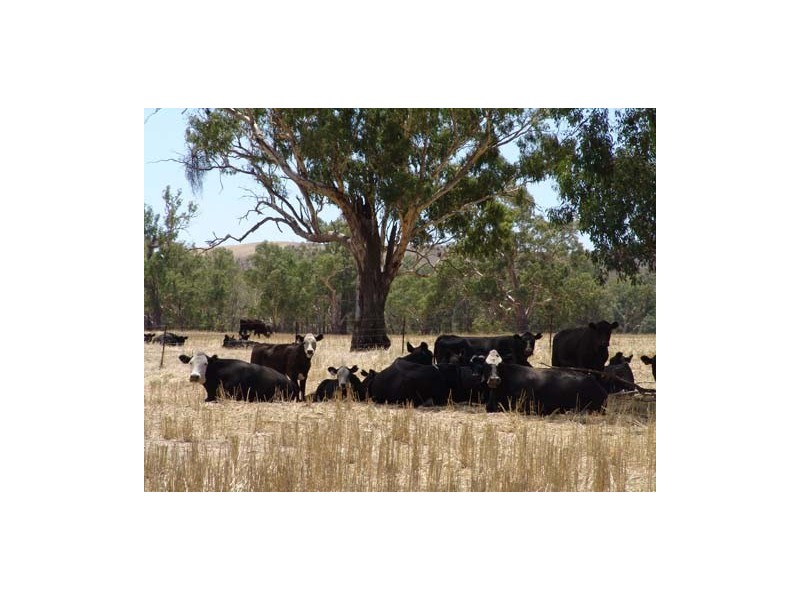 100 River Road, Wagga Wagga NSW 2650