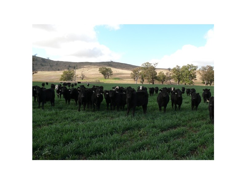 Wagga Wagga NSW 2650