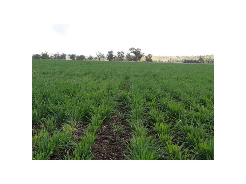 Wagga Wagga NSW 2650