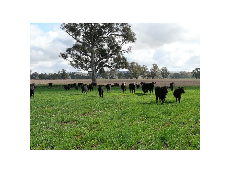 Wagga Wagga NSW 2650