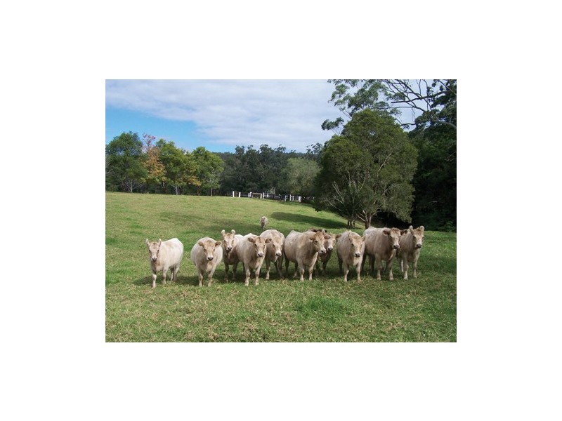 Yarramalong NSW 2259