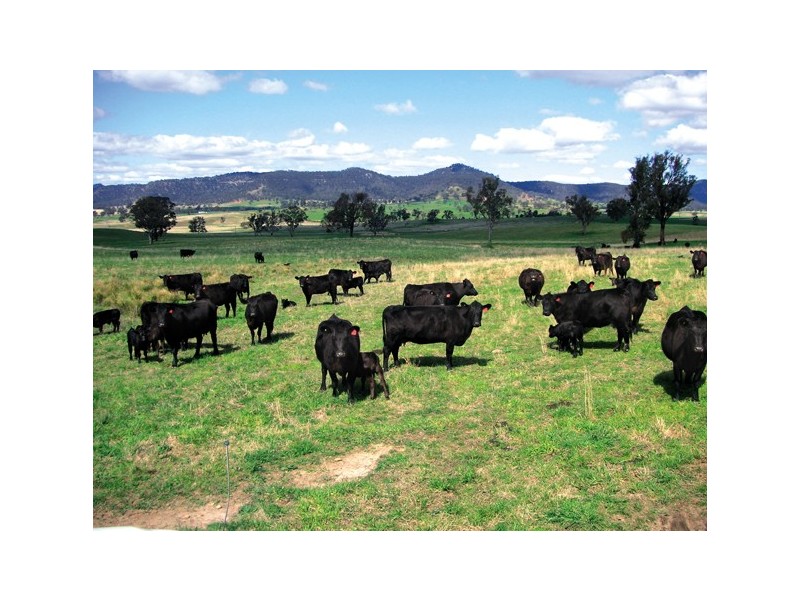 Rylstone NSW 2849
