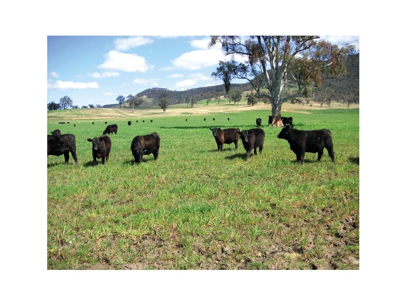 Rylstone NSW 2849