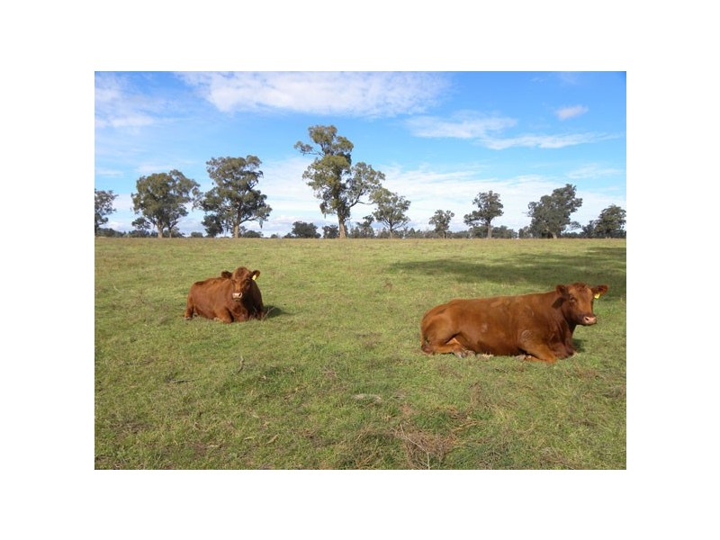 Cowra NSW 2794
