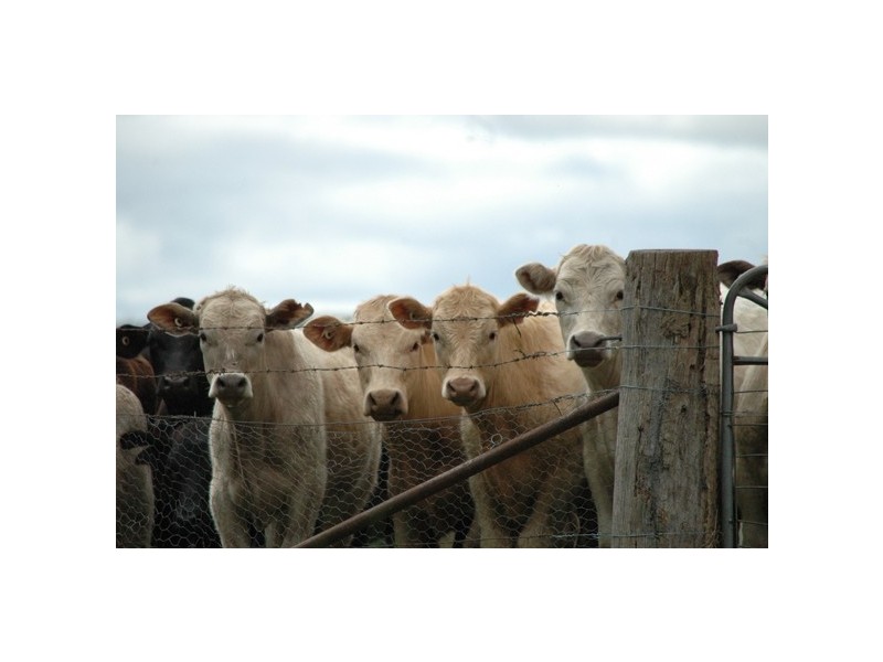 150 Glenroy Road, Kentucky NSW 2354