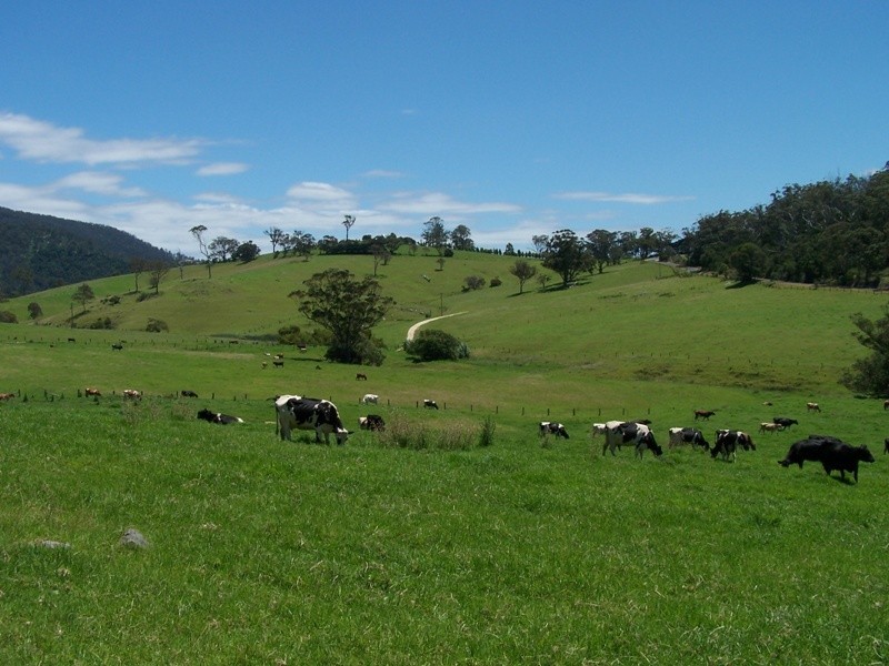 Central Tilba NSW 2546