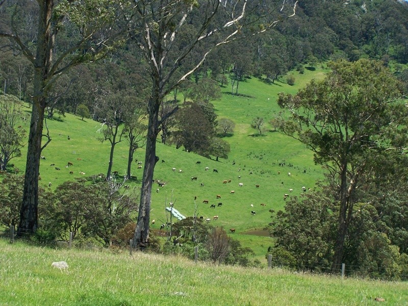 Central Tilba NSW 2546