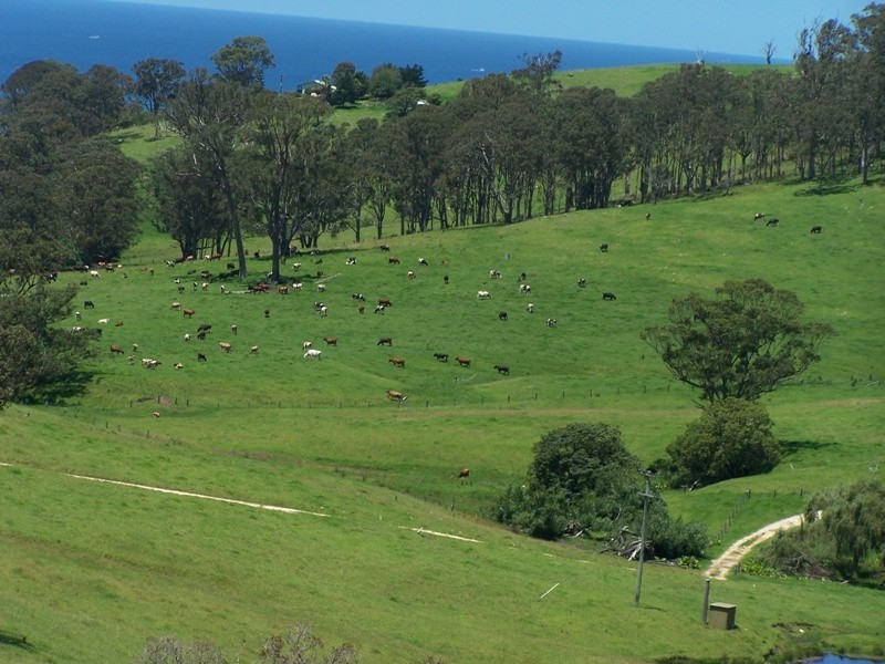 Central Tilba NSW 2546