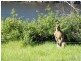 Longreach NSW 2540