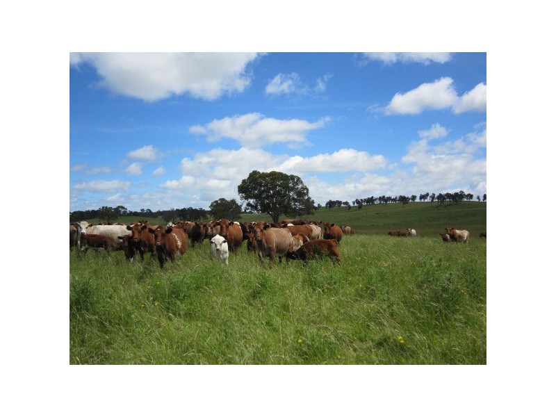 3291 New England Highway, Deepwater NSW 2371
