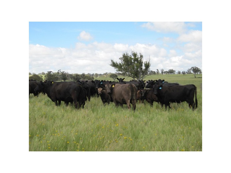 3291 New England Highway, Deepwater NSW 2371