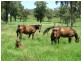 “Glenbawn Stud” 185 Alma Road, Gundy NSW 2337