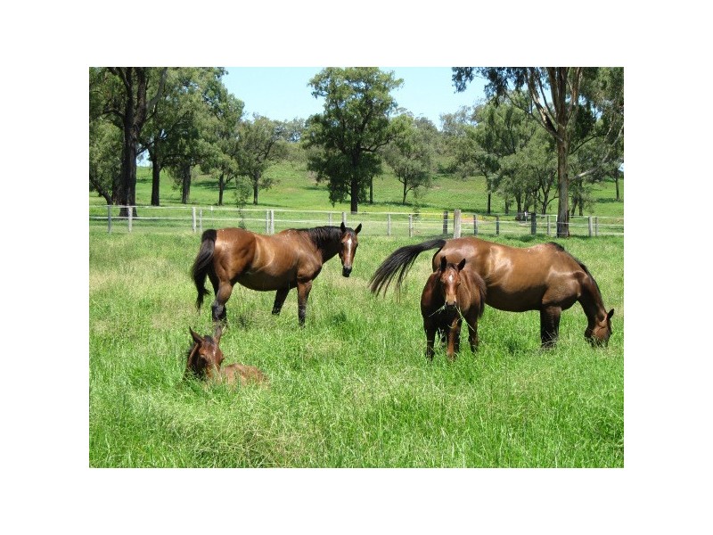 “Glenbawn Stud” 185 Alma Road, Gundy NSW 2337