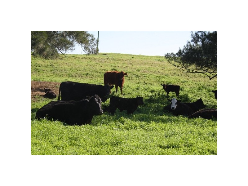 “Elgin” 679 New England Highway, Muswellbrook NSW 2333