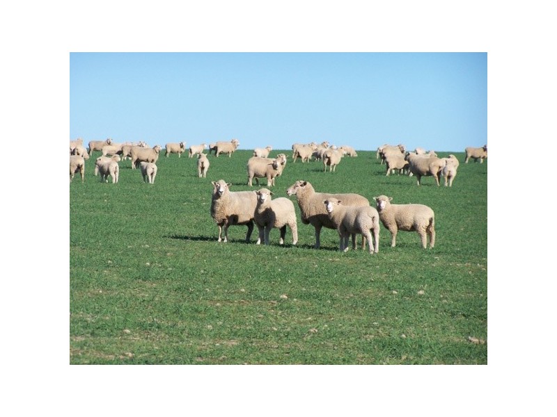 91 Kennys Lane, Lyndhurst NSW 2797